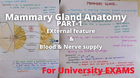 Mammary Gland Anatomy External Feature Breast Anatomy External