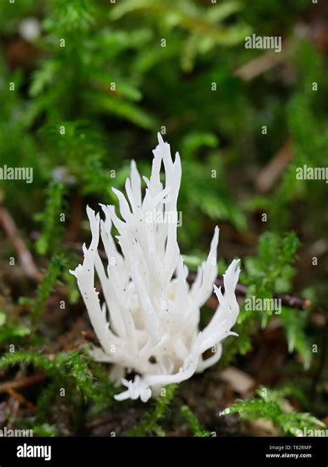 White Crested Coral Fungus Clavulina Coralloides Stock Photo Alamy