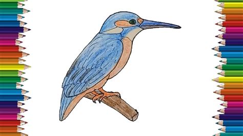 You can also add some messy scribbles on the nest to make it look like a nest. KingFisher drawing and coloring for kids - How to draw a ...