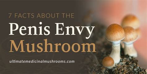 7 Facts About The Penis Envy Mushroom Umm
