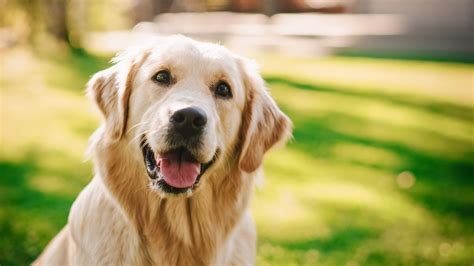 15 Most Affectionate Dog Breeds — Loving Dog Breeds Parade Pets
