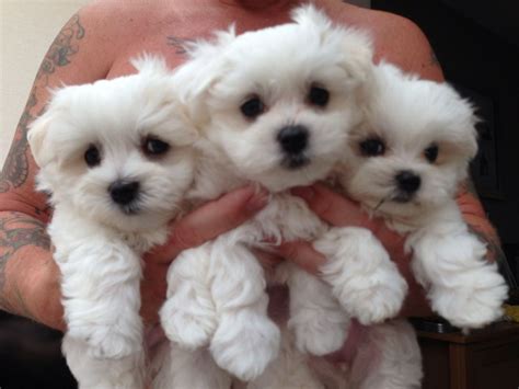 Spain Geous White Maltese Puppies For Sale Maltese Puppy Maltese
