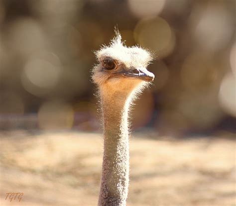 On White An Ostrich With Its Head In The Sand Is Just As Blind To