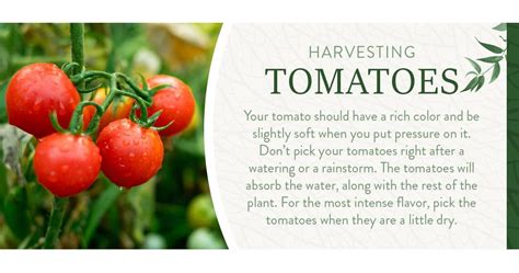 How To Harvest And When To Harvest Vegetables From Your Garden