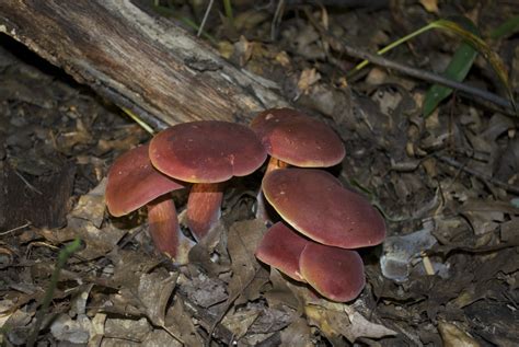 Magic Mushrooms Perth Western Australia Mushroom