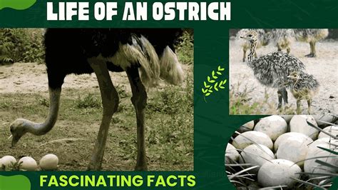 Ostrich Fascinating And Strange Facts About The Ostrich Flightless