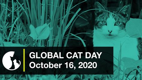 Happy Global Cat Day 2020 From Alley Cat Allies Youtube