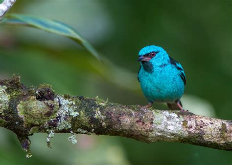 A Fine Selection Pictures Of Passerine Birds Costa Rica Aratinga Tours