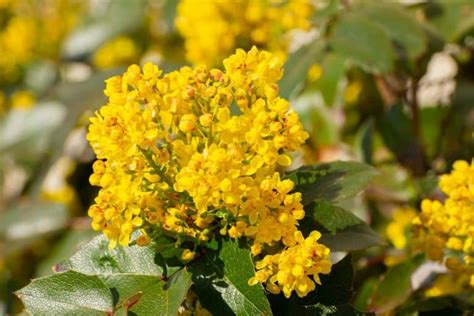 15 Shrubs For Wet Clay Soil That Will Look Great In Your Garden