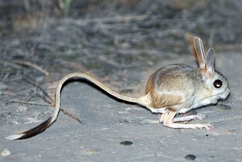 Pygmy Jerboa The Most Adorable Creature In Pakistan