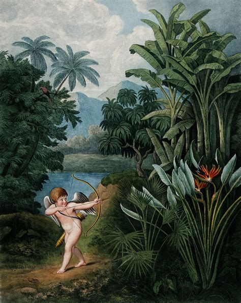Sex And Science In Robert Thorntons Temple Of Flora