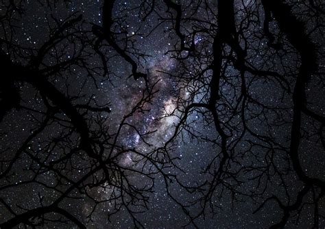 Stars Through The Tree Tree Background Nature