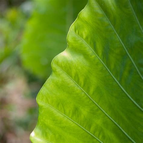 Premium Photo Close Up Of Vegetation In Costa Rica