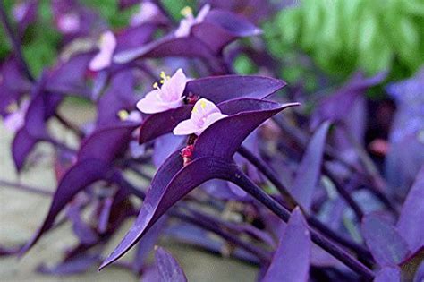 Tradescantia Pallida Purple Queen Santhi Online Plants Nursery
