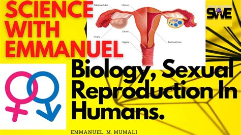 Sexual Reproduction In Humans Gcse Igcse And Kcse Biology Aqa Edexcel Cie Ocr Wjec Youtube