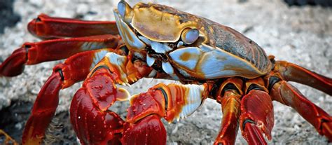 We've got something suitable for every occasion and for every person. 20 Gift Ideas for Crab Lovers - Unique Gifter