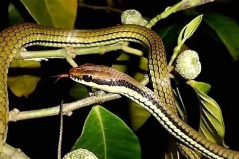 World Snake Day Ibat Ibang Ahas Nakunan Sa Catanduanes Abs Cbn News