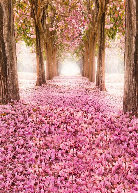 5,913 free images of wall background. Photography Backdrop,Natural Spring Newborn Photoshoot ...