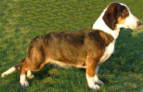Hounds List Of All Hound Dog Breeds K9 Research Lab