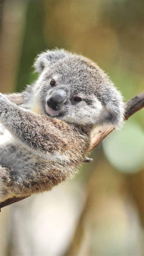 Find the perfect baby koala stock photos and editorial news pictures from getty images. Baby Koala Wallpapers - Wallpaper Cave