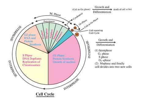 Cell Cycle And Cell Division Class 11 Biology Notes And Questions