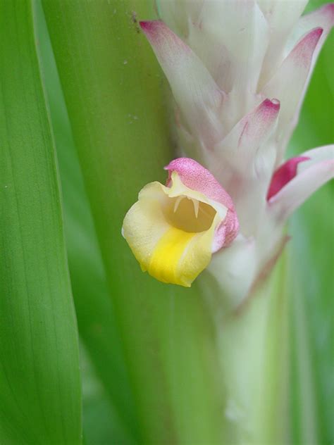 Hidden ginger, jewel of thailand, etc. Petiolata Hidden-lily Ginger Plant (curcuma sp) - Urban ...