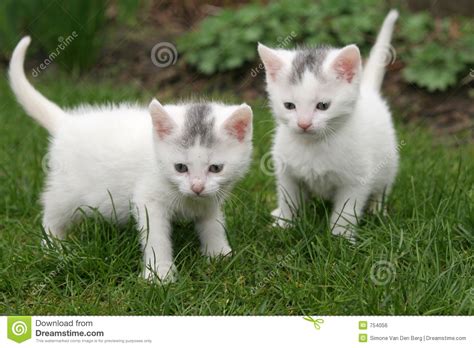 Two White Kittens Stock Photo Image Of Animal Feline 754056