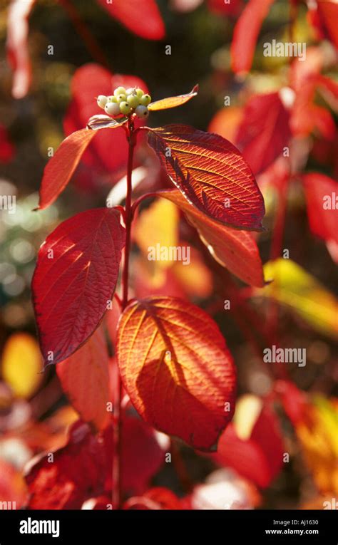 Beech Tree Sapling Stock Photo Alamy