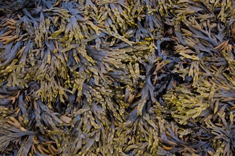 Seaweed Free Stock Photo Public Domain Pictures