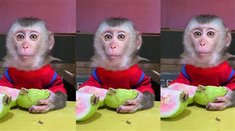 Funny Baby Monkey Eating Sound Cute Animal Asmr 🐵 Best Tiktok