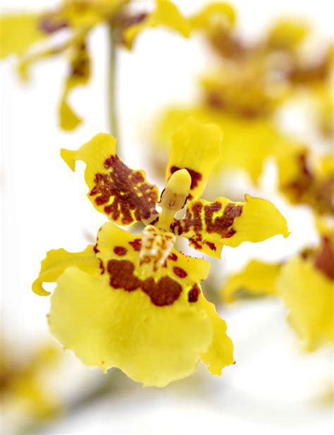 Your Orchid Care Guide From Lifestyle Home Garden