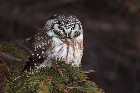 Boreal Owl Facts Range Habitat Call Diet Pictures