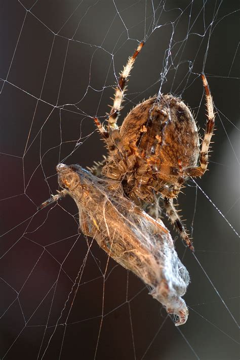 caught in the web how spiders eat their prey the ark in space