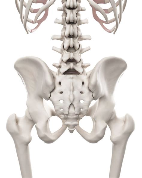Male Pelvis Anatomy Skeletal