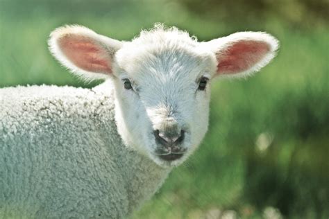 Free Images : nature, grass, meadow, view, cute, pasture, grazing