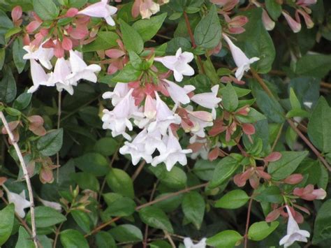 Photo Of The Bloom Of Glossy Abelia Linnaea Edward Goucher Posted