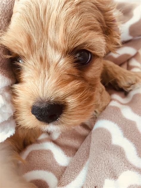 Give a puppy a forever home or rehome a rescue. Cockapoo Puppies For Sale | Blacksburg, VA #335460
