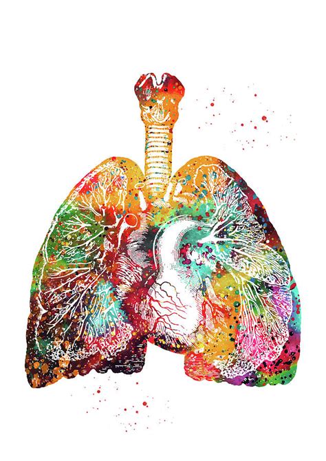 Lungs And Heart Digital Art By Erzebet S Pixels