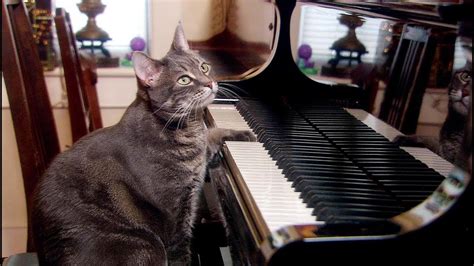 E258 美国天才猫咪，不仅会弹钢琴，还举办了自己的音乐会 Youtube