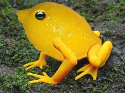 Lemon Frog Barn Animals Animals Amazing Art