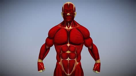 Muscle Anatomy Reference - Buy Royalty Free 3D model by dcbittorf
