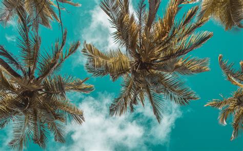 Download Wallpaper 3840x2400 Palm Trees Bottom View Clouds Sky