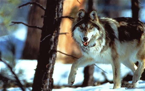 Mexican Gray Wolves Howling For Justice