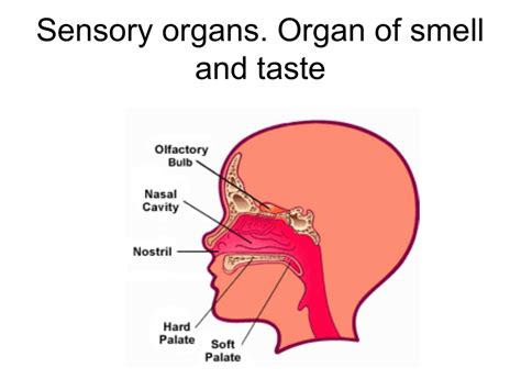 32 Sensory Organs Organ Of Smell And Taste