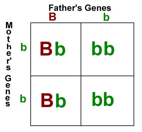 Versions of a gene) from two parents can mix & match in their children. Punnett Square | Genetics Quiz - Quizizz