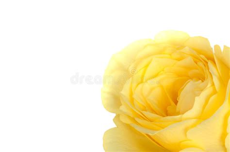 Yellow Rose Petals Stock Image Image Of Macro Love 30214005