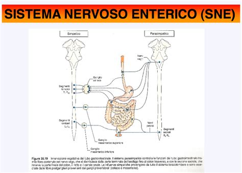 O Que é Sistema Nervoso Enterico