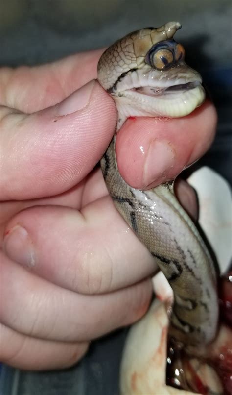 Mutant Cyclops Snake Born With Both Eyes In One Socket Cbs19tv