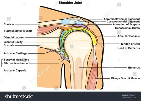 Choose from a wide range of similar scenes. Shoulder Joint Human Body Anatomy Infographic Stock Vector ...