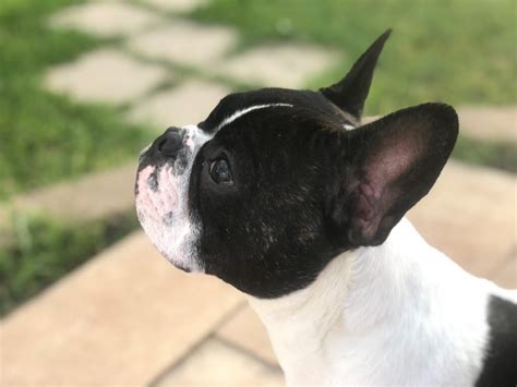 Common French Bulldog Health Issues And Solutions